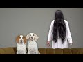 Dogs vs 'The Ring' Girl Prank: Funny Dogs Maymo & Potpie Play Games with Samara Morgan