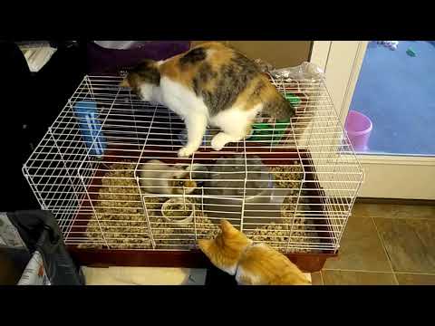 Does the cage keep me trapped or safe?