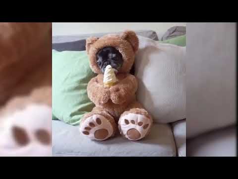 Cute Dogs and Cats Compilation 2019 #42