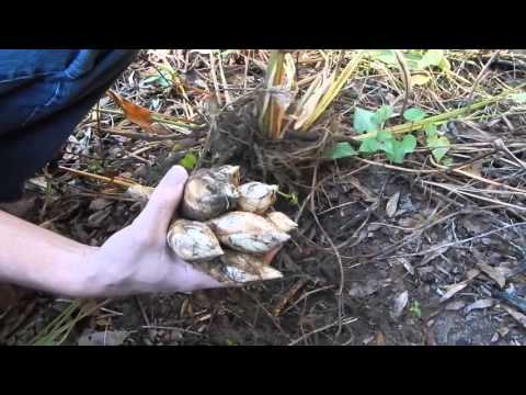 download lagu mp3 mp4 Arrowroot Plant, download lagu Arrowroot Plant gratis, unduh video klip Arrowroot Plant