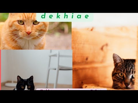 Baby Cats Cute and Funny cat videos #77 l Vinay Kumar #bayanat #cutecat #funnycats