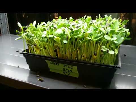 download lagu mp3 mp4 Organic Black Oil Sunflower Seeds For Sprouting, download lagu Organic Black Oil Sunflower Seeds For Sprouting gratis, unduh video klip Organic Black Oil Sunflower Seeds For Sprouting