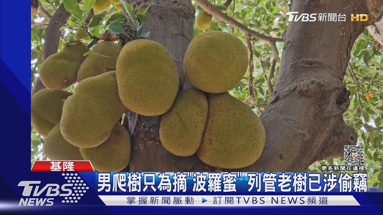 男爬樹只為摘「波羅蜜」　列管老樹 已涉偷竊