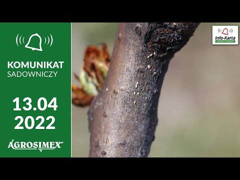 Miodówka gruszowa i Pseudomonas - ochrona grusz - komunikat sadowniczy Agrosimex