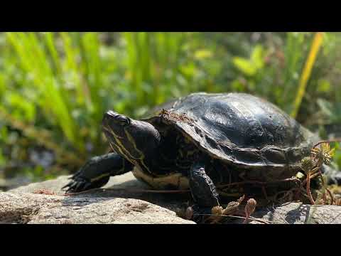 Video 18 aus  Ferienwohnung Schöner Winkel
