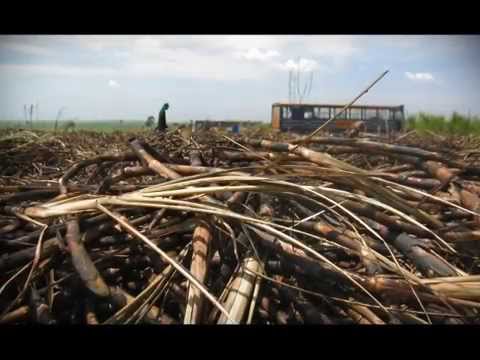 Brasil, as mãos sujas do etanol (parte 2)