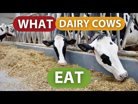 WHAT DAIRY COWS EAT