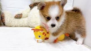 ハーフ犬の動画01