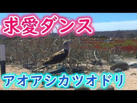 アオアシカツオドリの分布