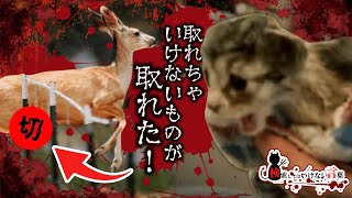⚠️検索してはいけない言葉⚠️猫とか鹿が大変な目に遭うので閲覧注意🚫悪魔の実況part134🚫