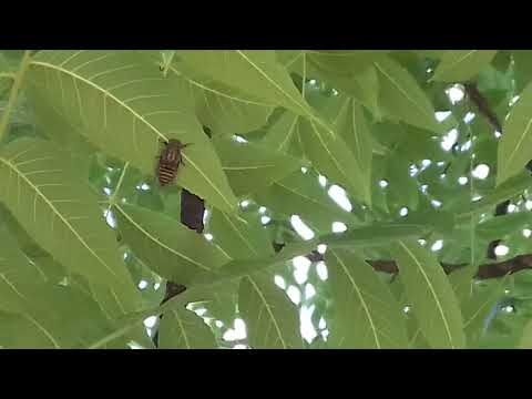Bube Srbije-Žutopruga cikada (Pagiphora annulata)