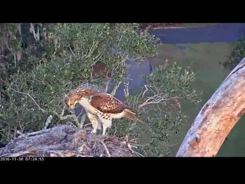 Red-tailed Hawk Checks Up On Savannah Nest - Nov. 30, 2016