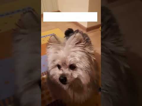 Kesha is beggar #dog