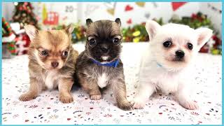 ペットショップCOO&RIKU No00703803(チワワ（ロングコート）)