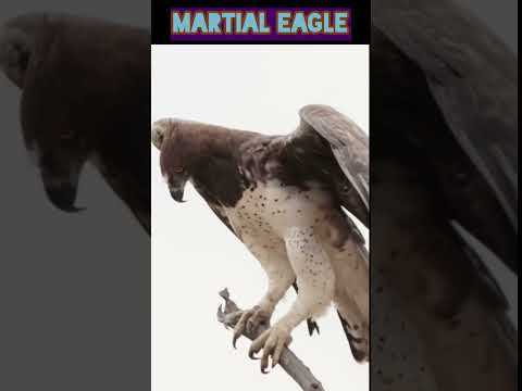 Animal vol:229 - Dangerous animals_martial eagle #shorts