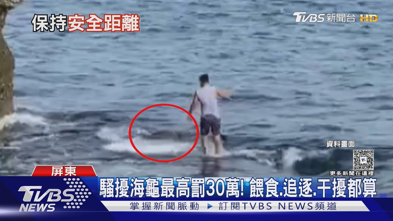 別過來！　小琉球潛水遇海龜「逼近」　遊客自嘲遇「政府間諜」