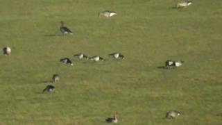 preview picture of video '25.2.12 Bernaches nonnettes (Branta leucopsis, Barnacle Goose)'