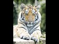 Tiger Cubs' Last Moments as a Family | David Attenborough | Tiger | Spy in the Jungle | BBC Earth