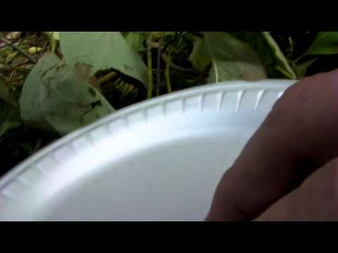 download lagu mp3 mp4 Moonseed Leaf, download lagu Moonseed Leaf gratis, unduh video klip Moonseed Leaf