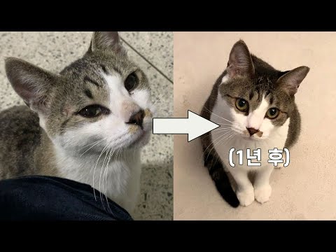 꼬질꼬질했던 길냥이를 입양 후 한결같이 사랑해주면 생기는 1년간의 변화