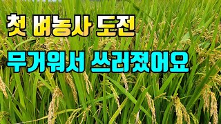 첫 도전한 벼농사 성공! 그렇지만 안타깝게 주변 논은..