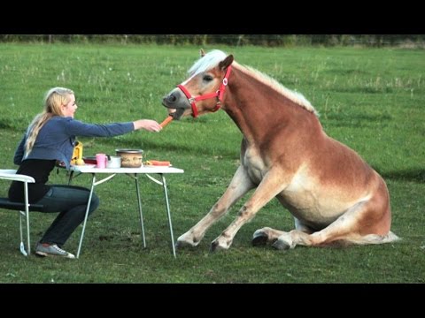 Vidéos drôles de chevaux - essayez de ne pas rire [best of]