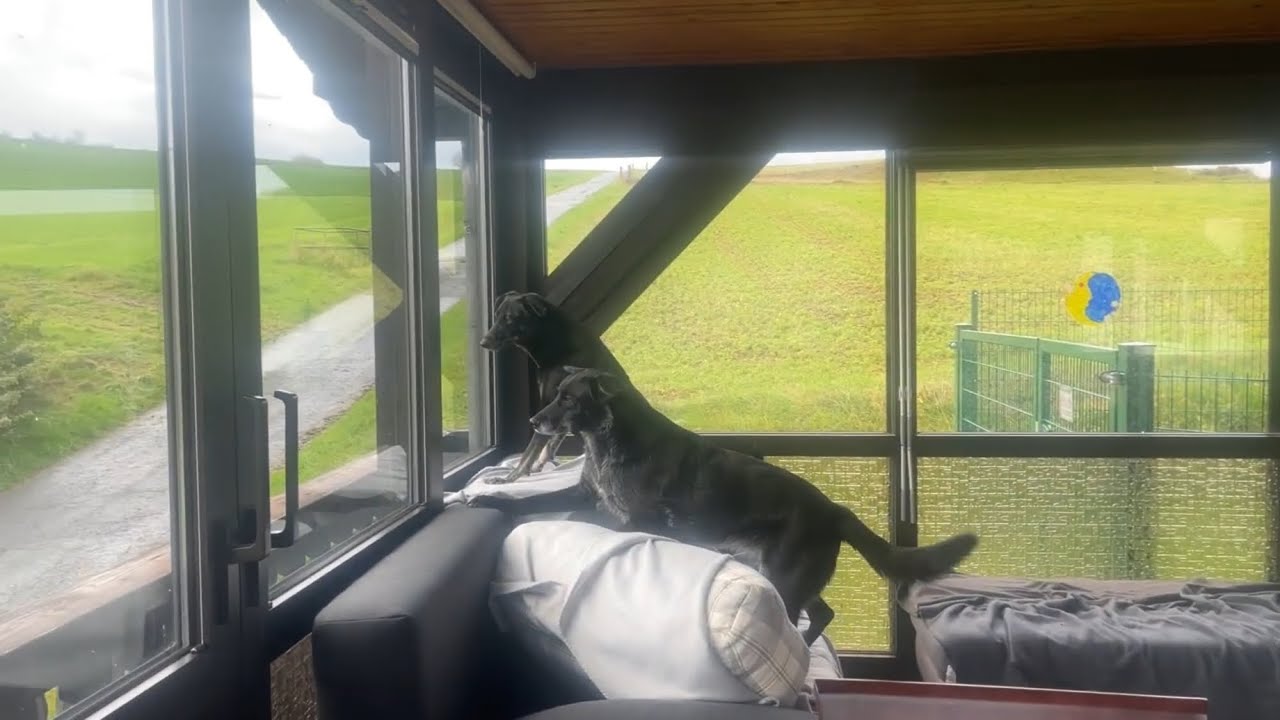 Bellen  im Wintergarten – Stress für alle Beteiligten.