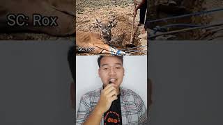 Download lagu Sapi Ini Seperti Rela Di Jadikan Hewan Qurban!!?? #shorts #iduladha #harirayaqurban mp3 Download lagu Sapi Ini Seperti Rela Di Jadikan Hewan Qurban!!?? #shorts #iduladha #harirayaqurban mp3