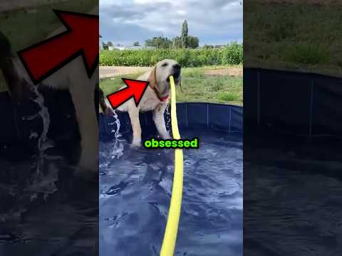 Dogs Are So Obsessed With Water 😂
