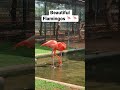 Beautiful American Flamingos