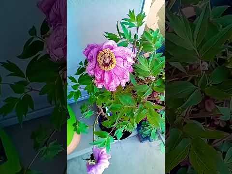 見事な花を咲かせるために、冬前に牡丹を剪定する必要がありますか?ビデオチュートリアル  庭園