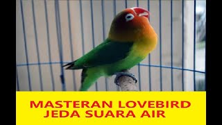 Download lagu MASTERAN LOVEBIRD MP3 JEDA SUARA AIR FULL HD... mp3