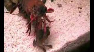 amazing mantis shrimp video