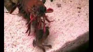amazing mantis shrimp video