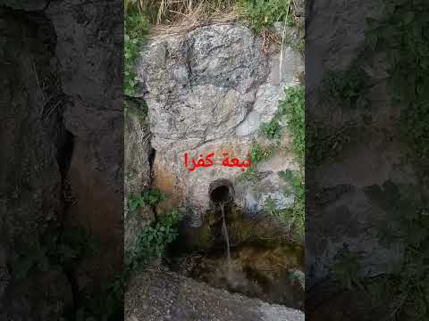 النبعة كفرا فيها الحياة #ترند عمرها فوق 200 سنة وفيها الجمال