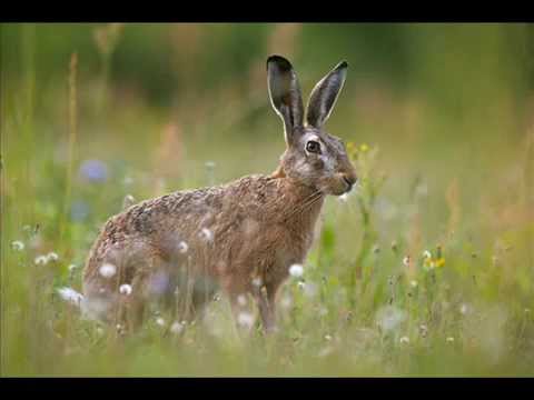 ZAJAC NA ROZKŁADZIE