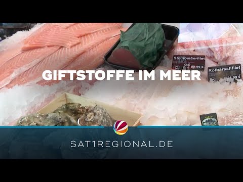 Forscher: Alte Weltkriegsmunition verseucht Fische in deutschen Meeren