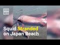 10-Foot-Long Squid Rescued After Getting Stranded on Beach 🦑