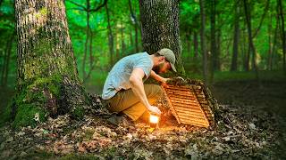 Building a Secret  Dugout Between Two Oak Trees. Bushcraft, Survival Shelter