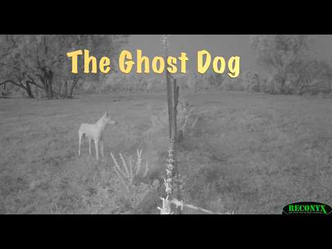 The Ghost Dog
