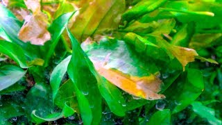 REMOVING OLD PLANT MATTER OR DETRITUS IN YOUR AQUARIUM