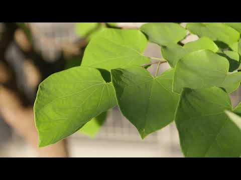 Cercis canadensis -  Eastern Redbud