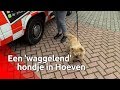 Hond uitlaten in Hoeven – Brabants Buske