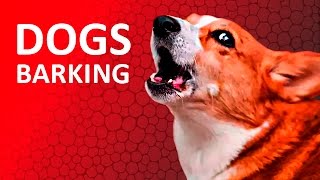 DOGS BARKING to Make your Dog Bark  11 Dog Breeds 