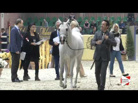 N.91 VALMIR MAL - Milan 2016 - Stallions 7+ years old (Class 11/12)