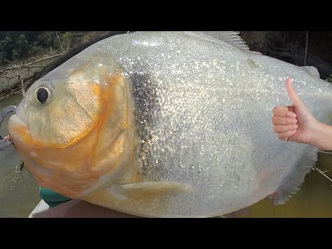 image-How big can piranhas get?