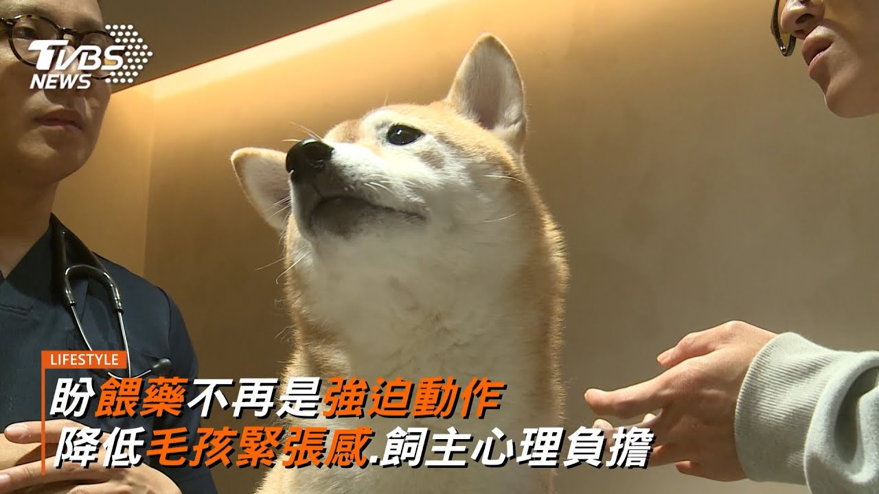 盼餵藥不再是強迫動作 降低毛孩緊張感.飼主心理負擔