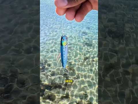 This Lure is Magic For Spanish Mackerel #fishing #saltwater #floridaoutdoors