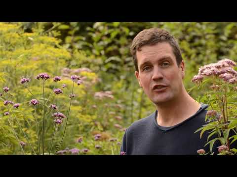 Easy to Grow Garden Plant: Verbena bonariensis