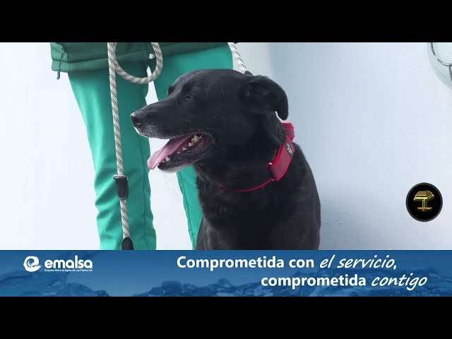 El Albergue de Animales de Gran Canaria obtiene la certificación oficial de Bienestar Animal